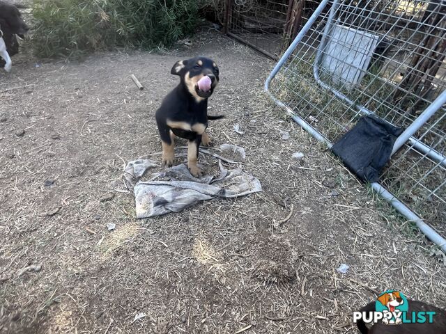 Kelpie Pups