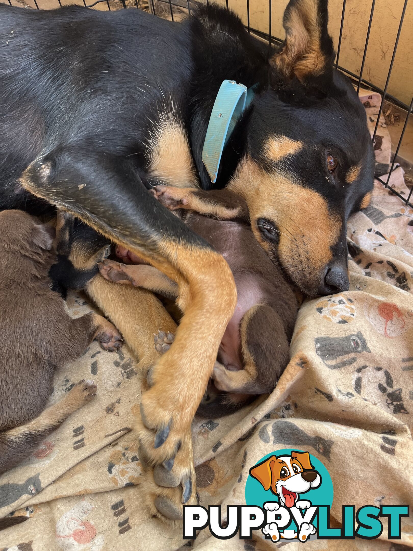 Kelpie Pups