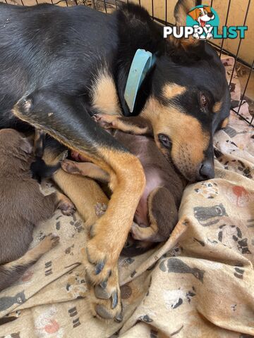 Kelpie Pups