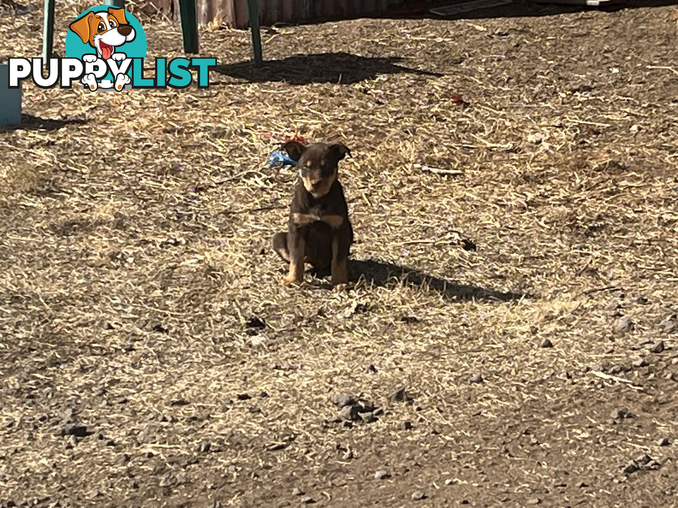 Kelpie Pups