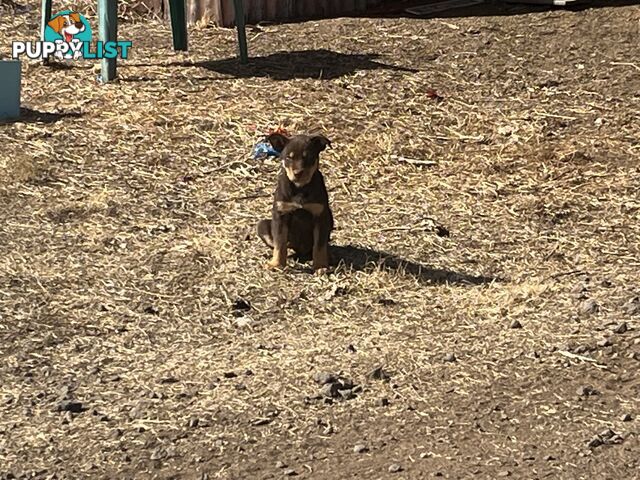 Kelpie Pups