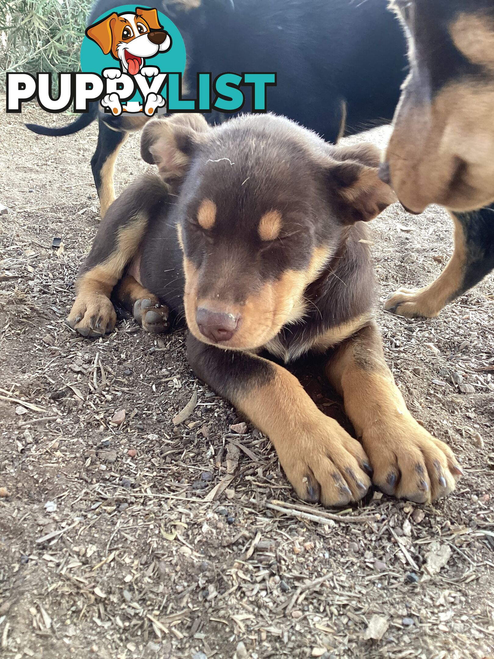 Kelpie Pups