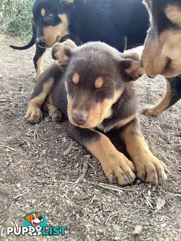 Kelpie Pups