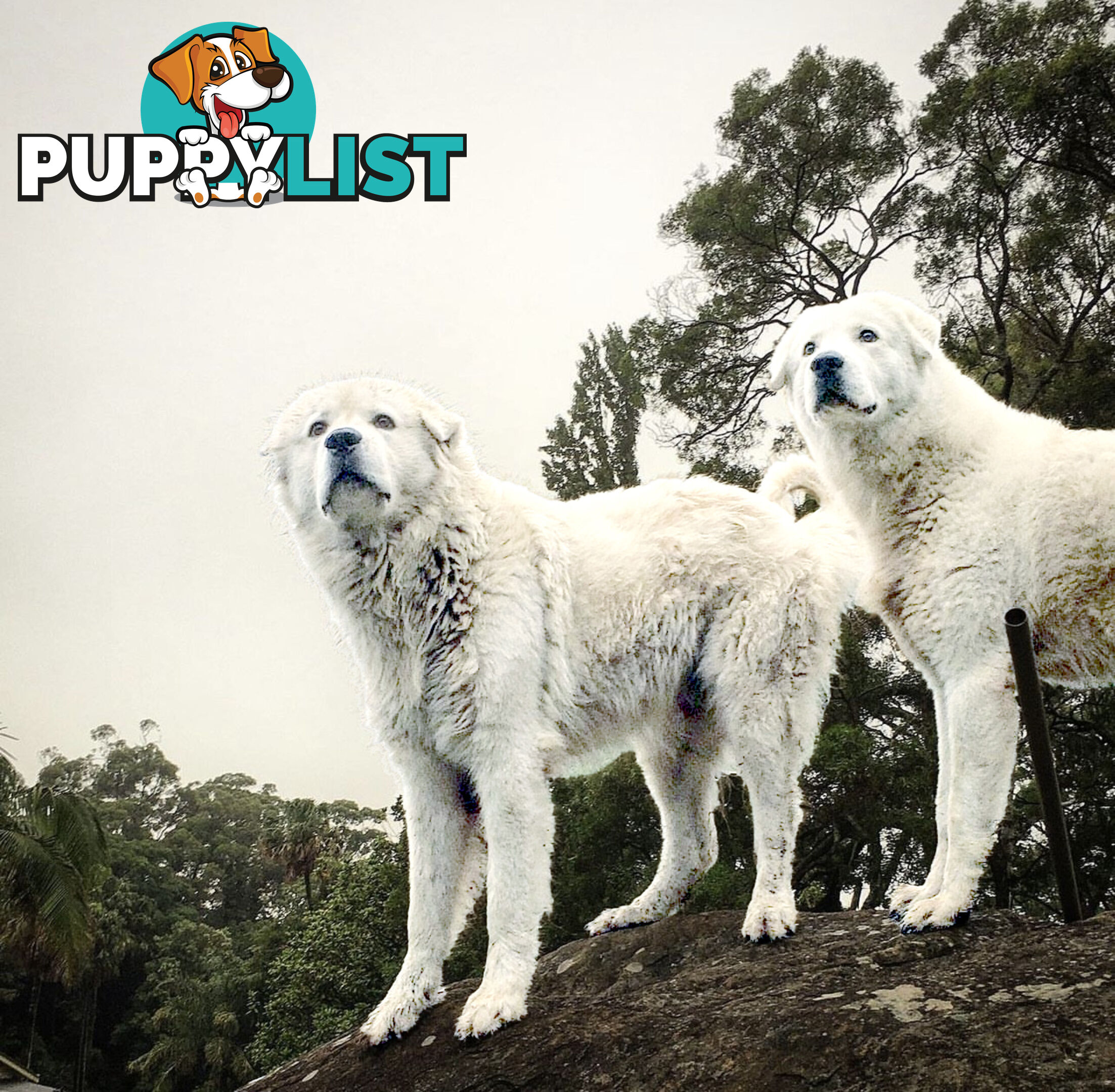 Purebred Registered Maremma Sheepdogs