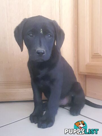 Black Labrador