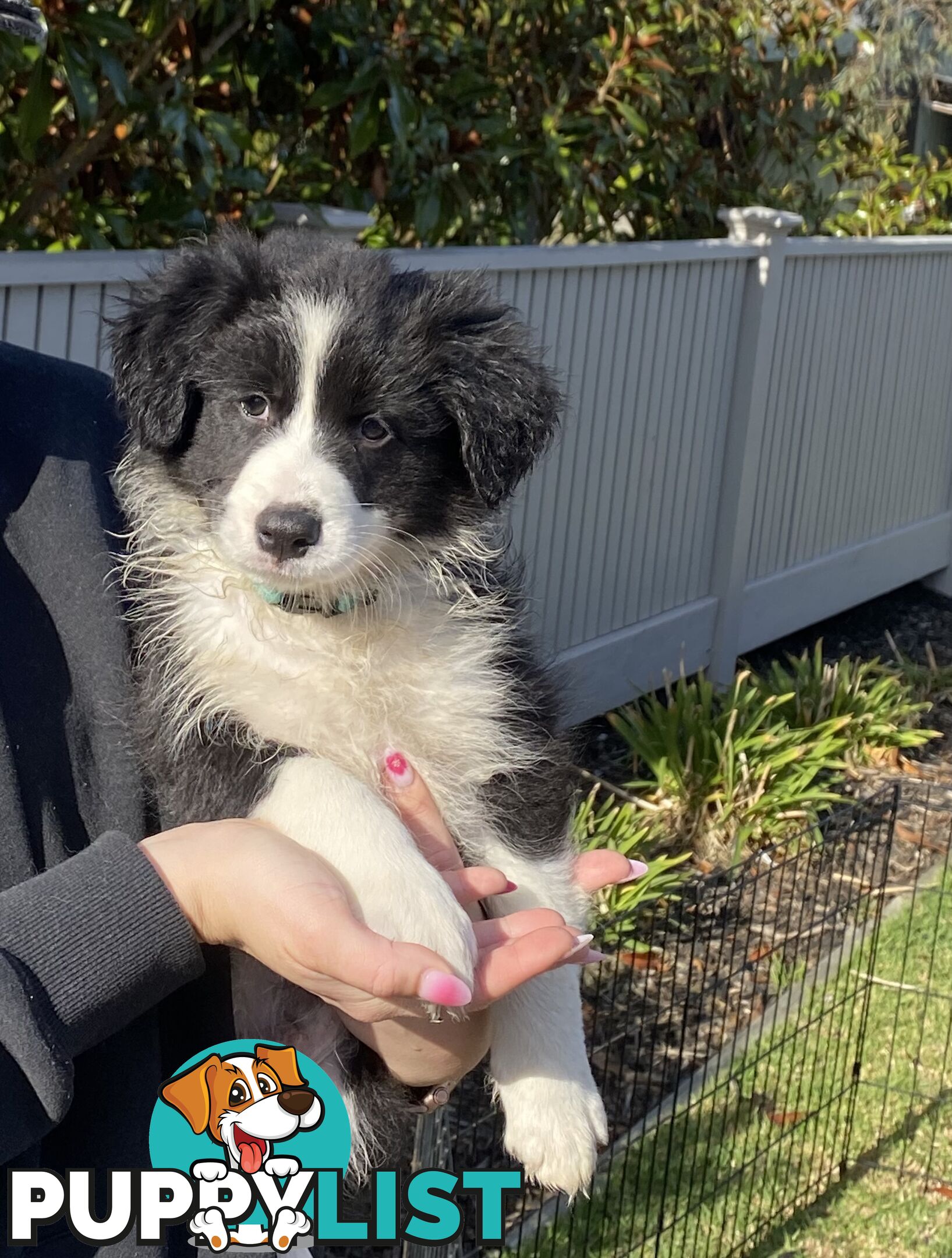 Pure bred Border Collie Puppies
