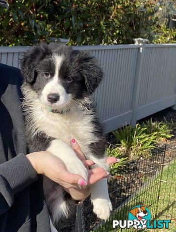 Pure bred Border Collie Puppies