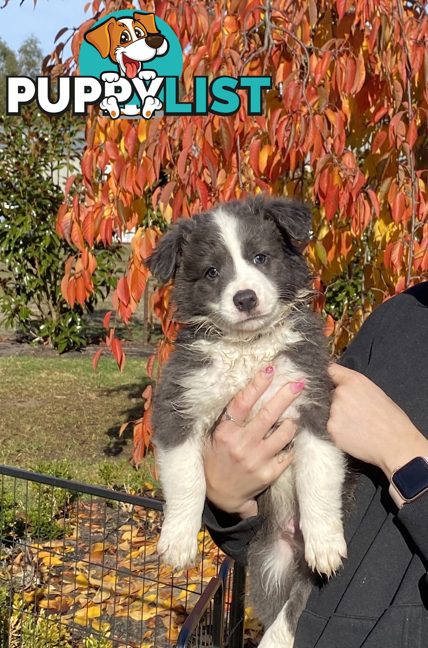 Pure bred Border Collie Puppies