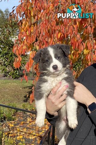 Pure bred Border Collie Puppies