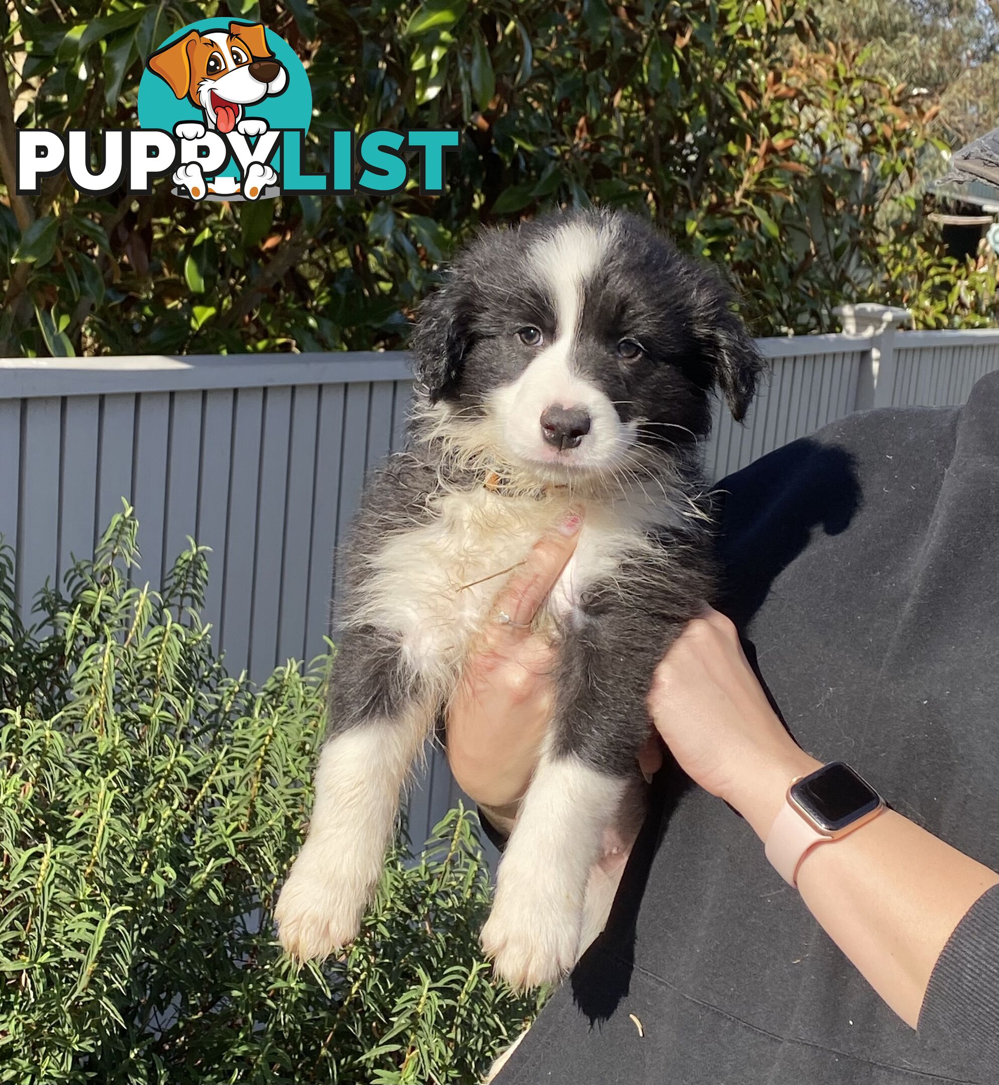 Pure bred Border Collie Puppies