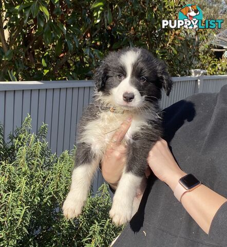Pure bred Border Collie Puppies