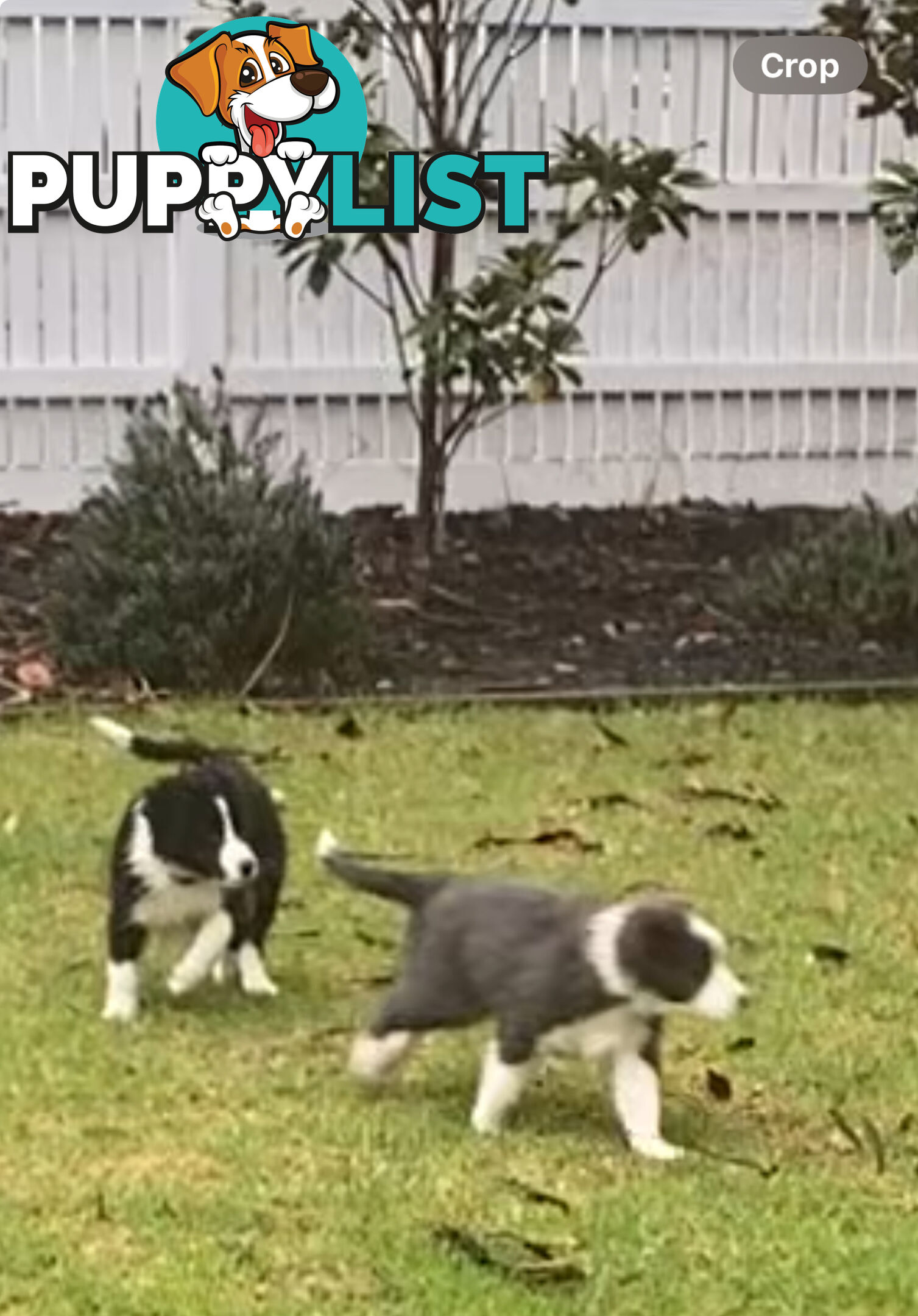 Pure bred Border Collie Puppies