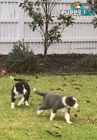 Pure bred Border Collie Puppies