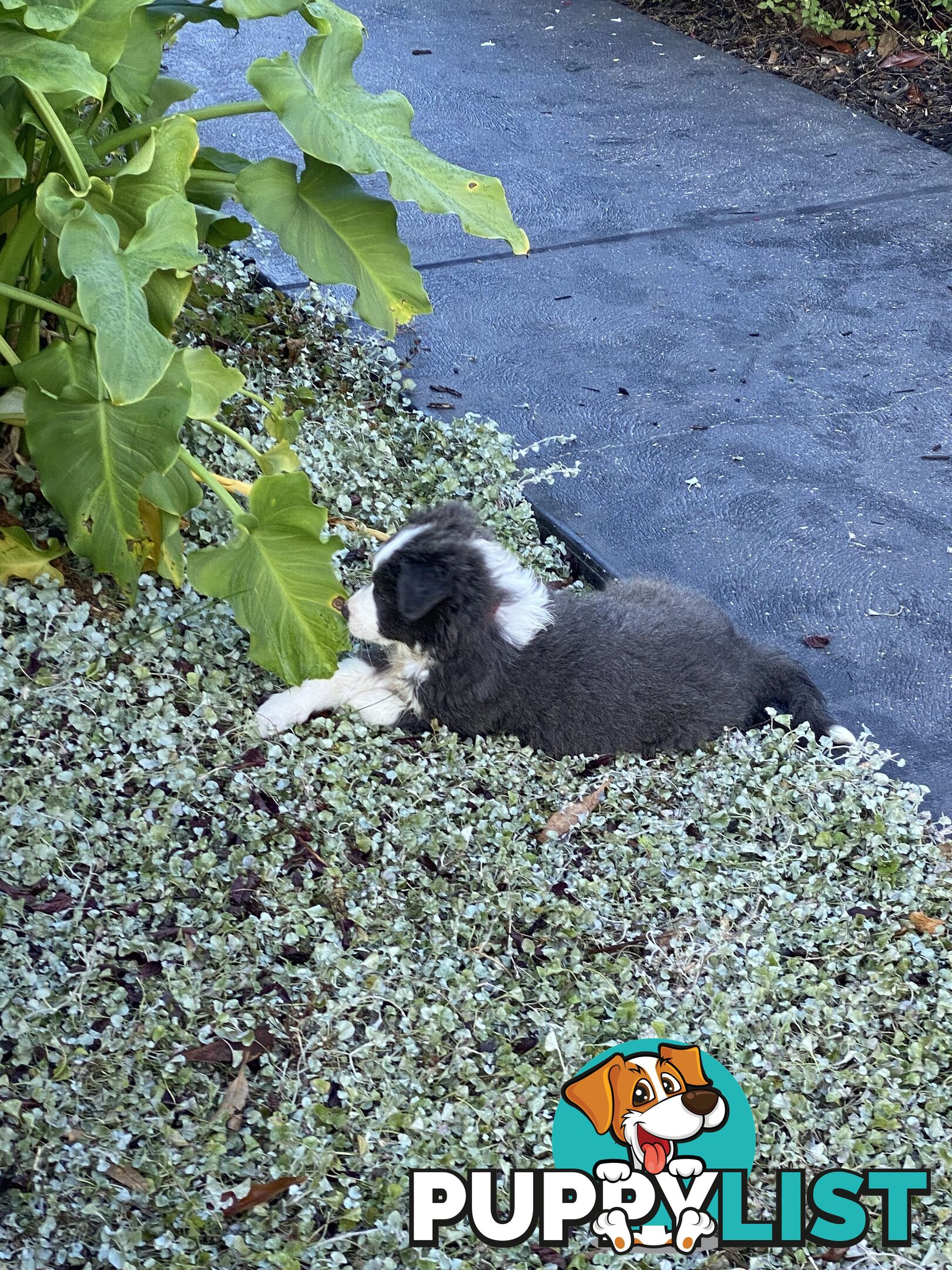 Pure bred Border Collie Puppies