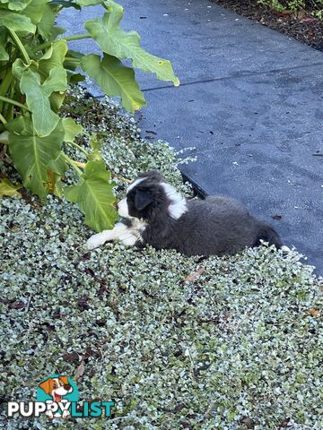 Pure bred Border Collie Puppies