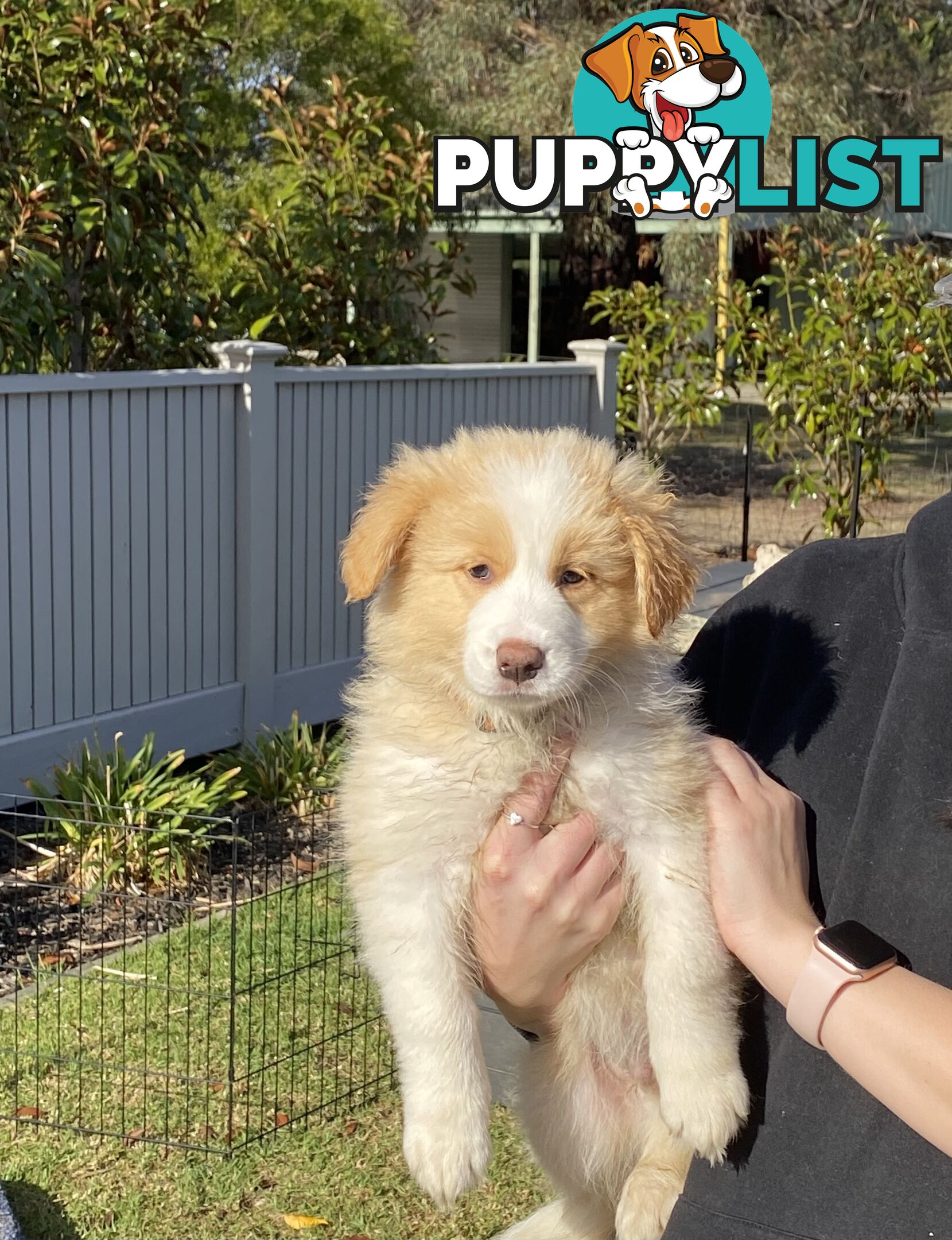 Pure bred Border Collie Puppies