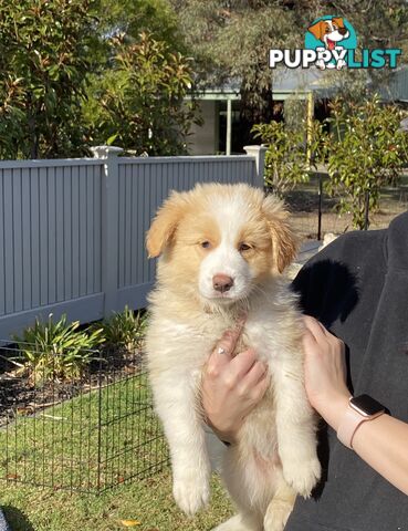 Pure bred Border Collie Puppies