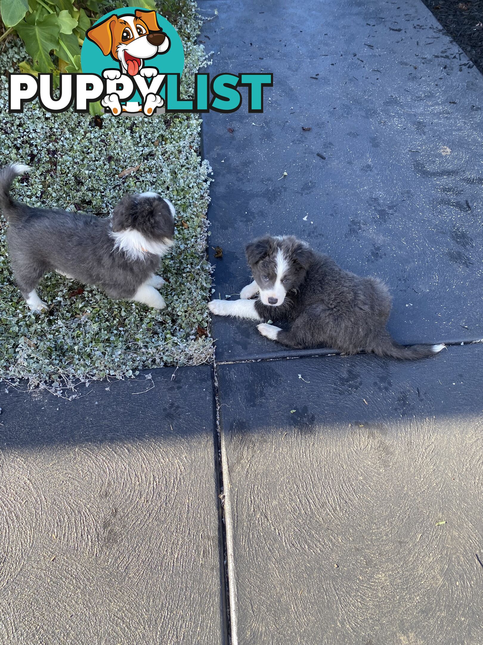 Pure bred Border Collie Puppies