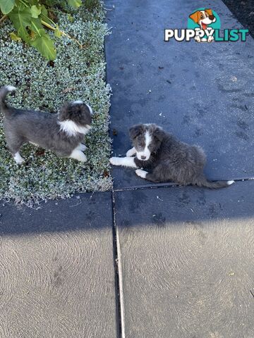 Pure bred Border Collie Puppies