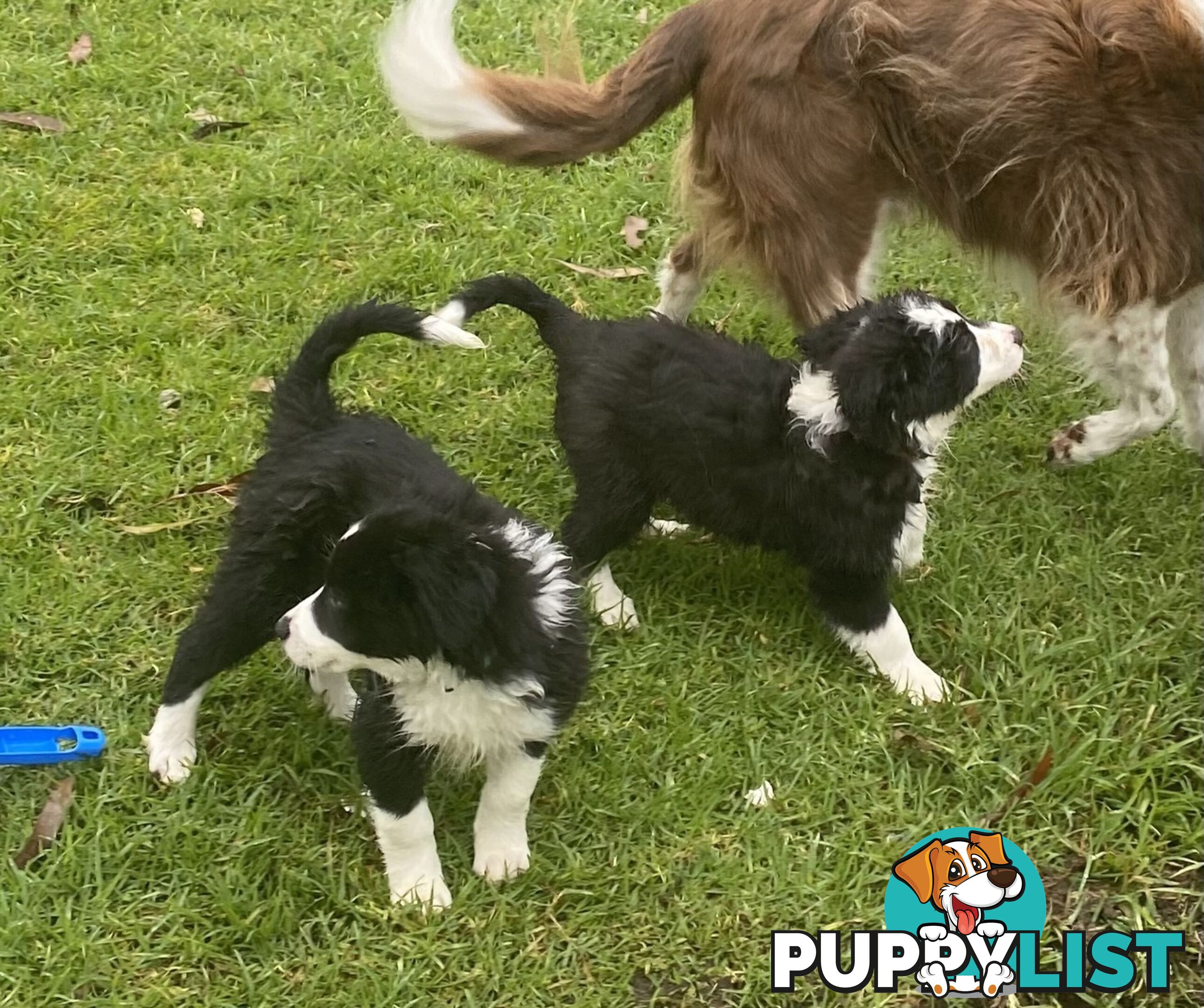 Pure bred Border Collie Puppies