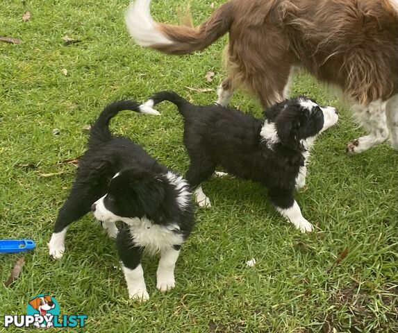 Pure bred Border Collie Puppies