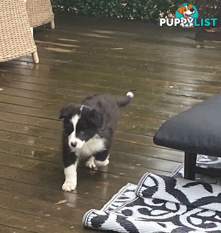 Pure bred Border Collie Puppies
