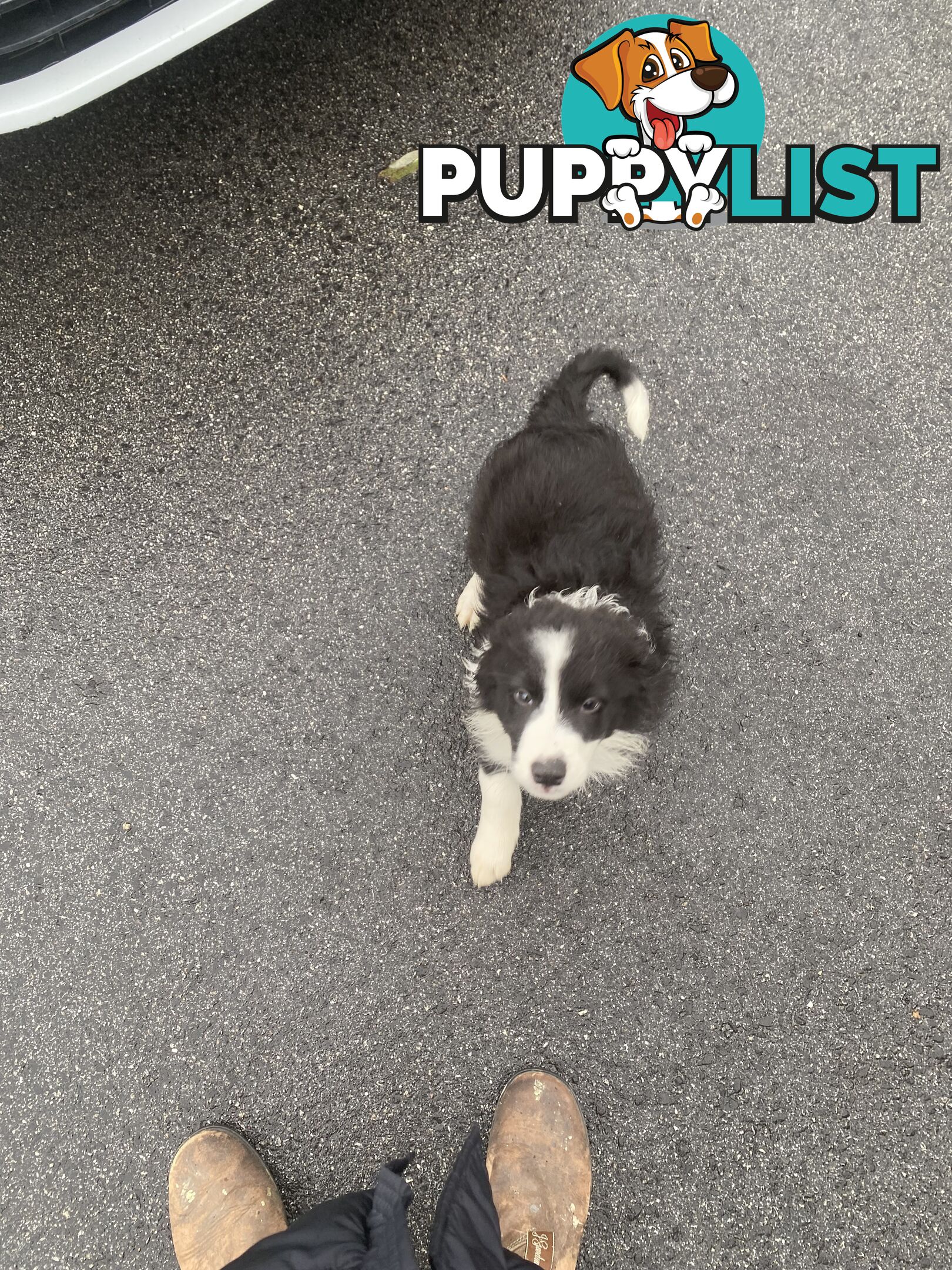 Pure bred Border Collie Puppies