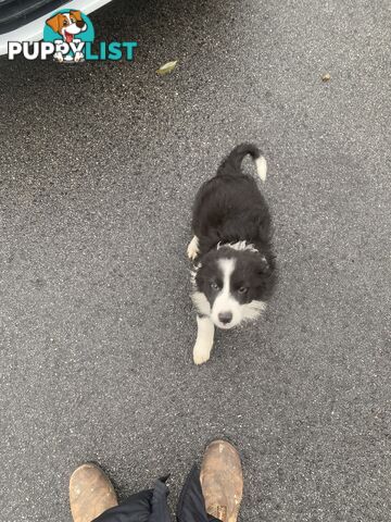 Pure bred Border Collie Puppies