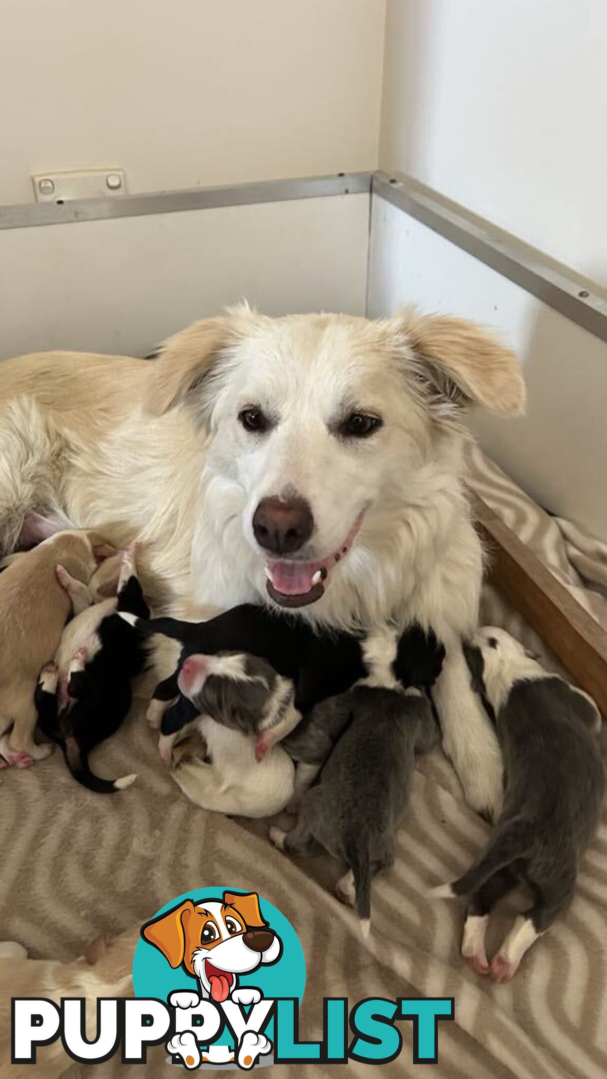 Pure bred Border Collie Puppies