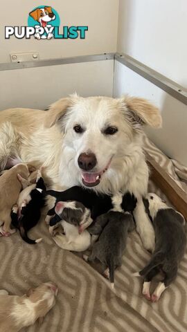 Pure bred Border Collie Puppies