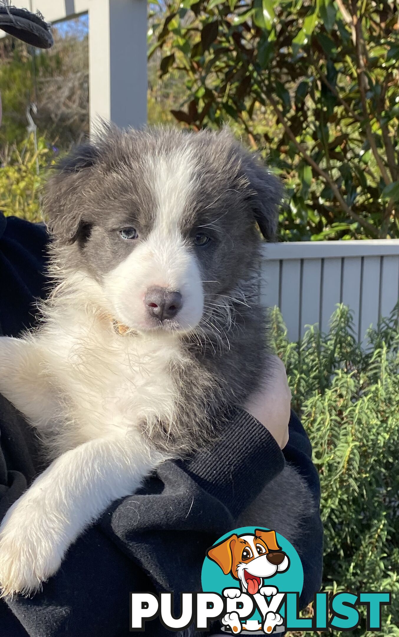 Pure bred Border Collie Puppies