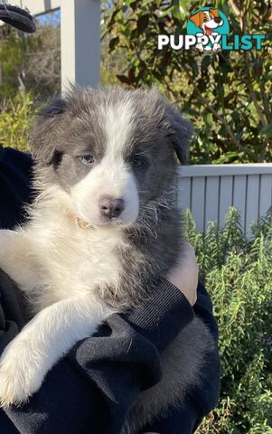 Pure bred Border Collie Puppies