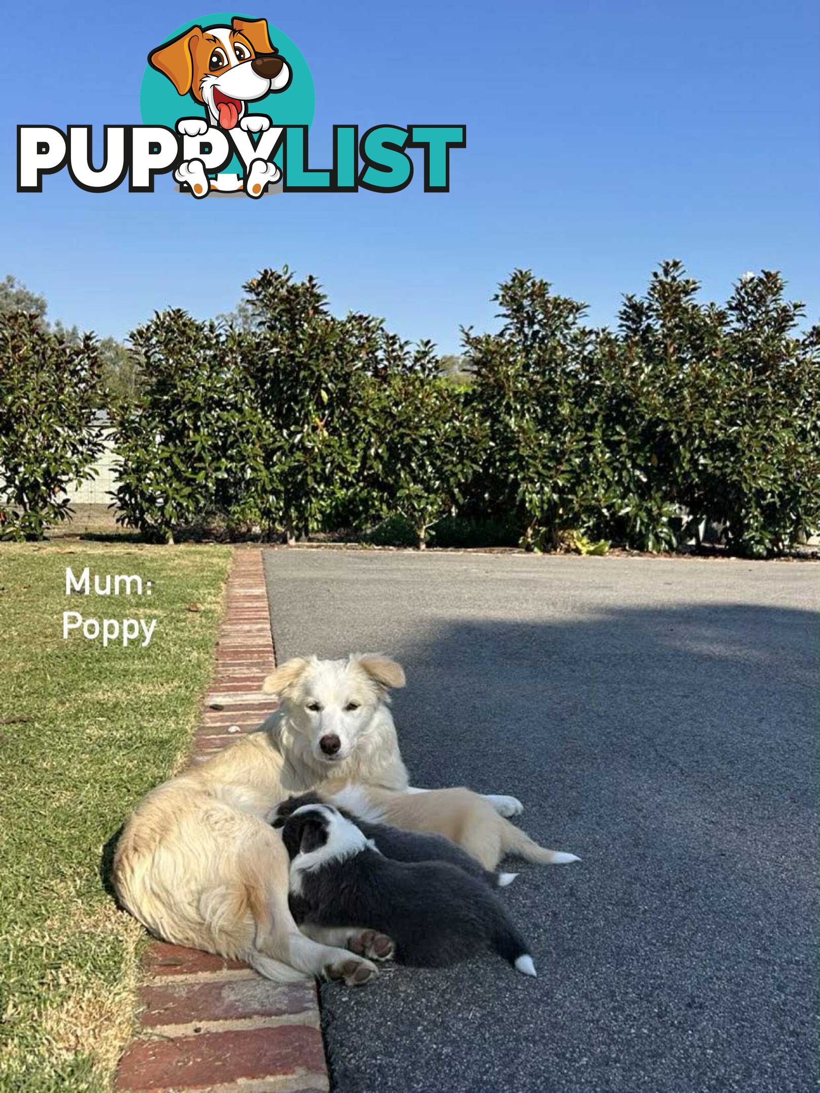 Pure bred Border Collie Puppies
