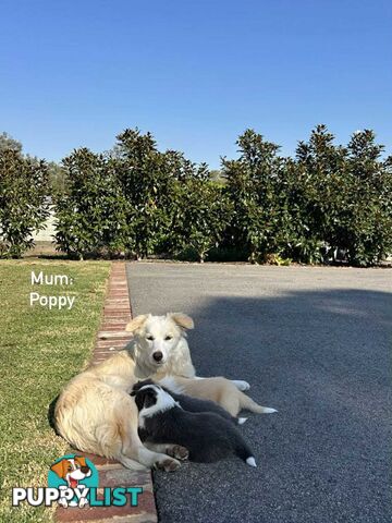 Pure bred Border Collie Puppies