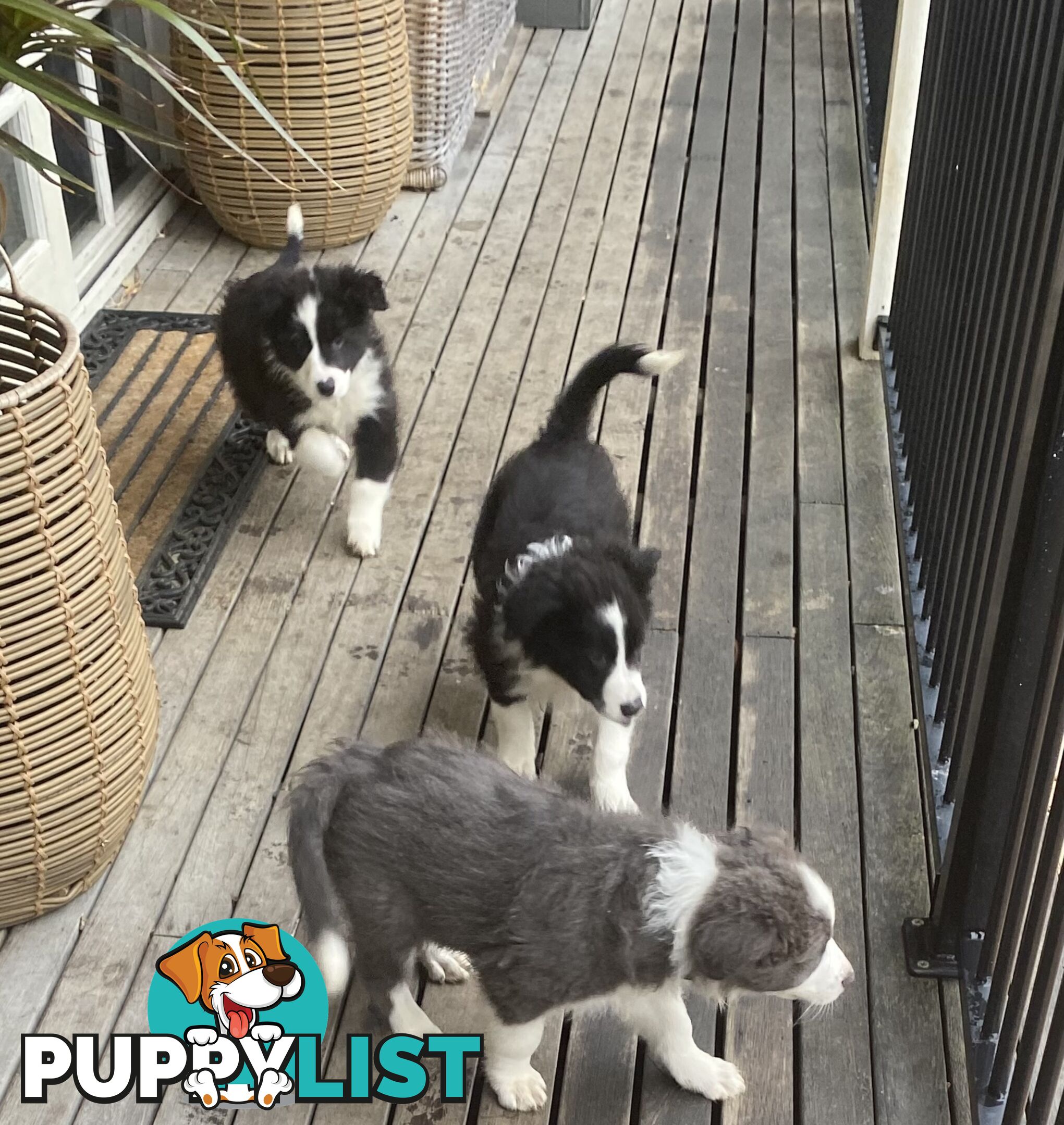 Pure bred Border Collie Puppies
