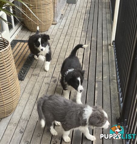 Pure bred Border Collie Puppies