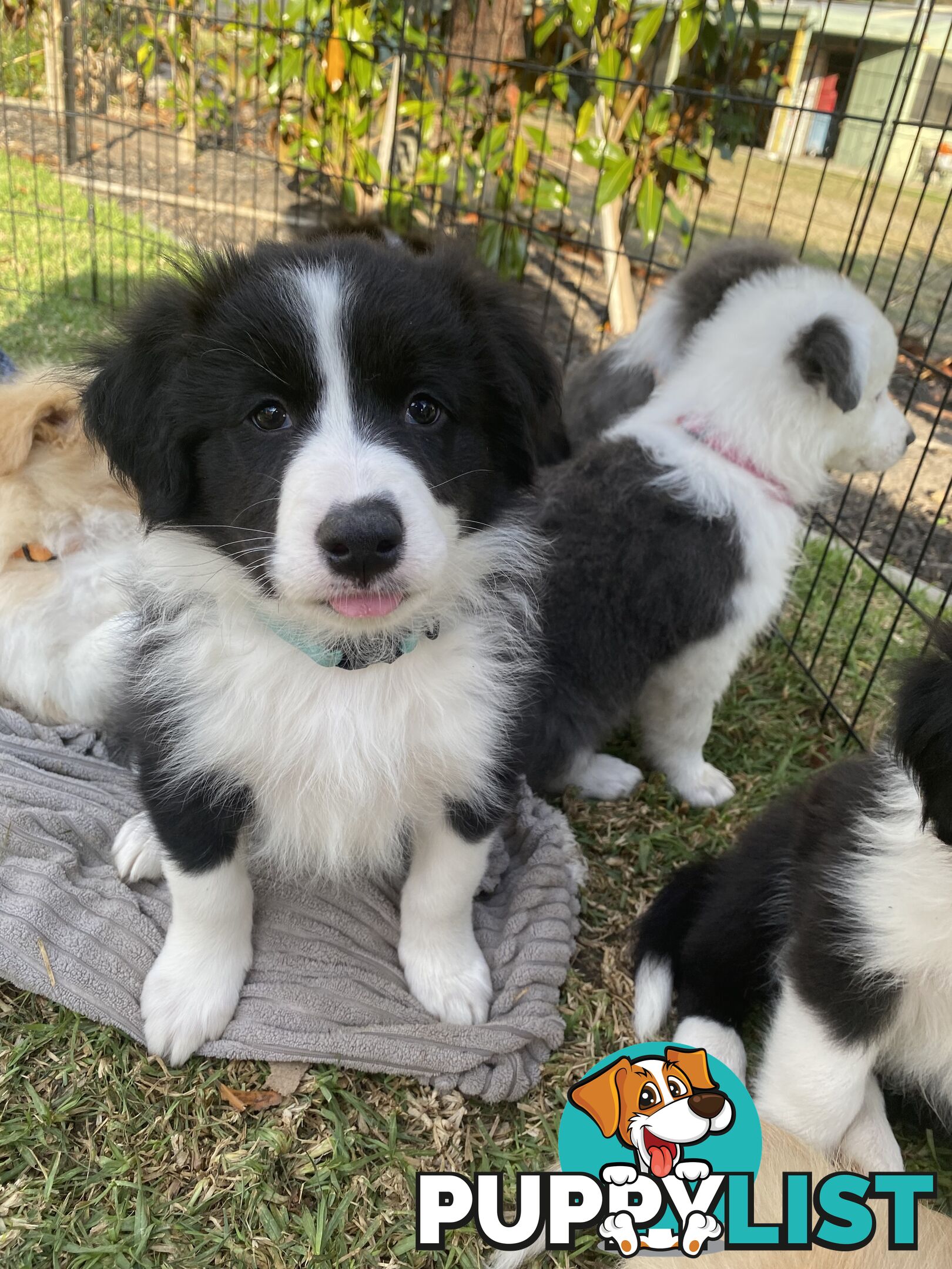 Pure bred Border Collie Puppies