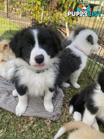 Pure bred Border Collie Puppies