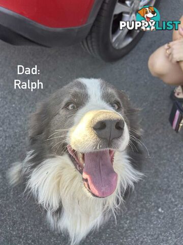Pure bred Border Collie Puppies
