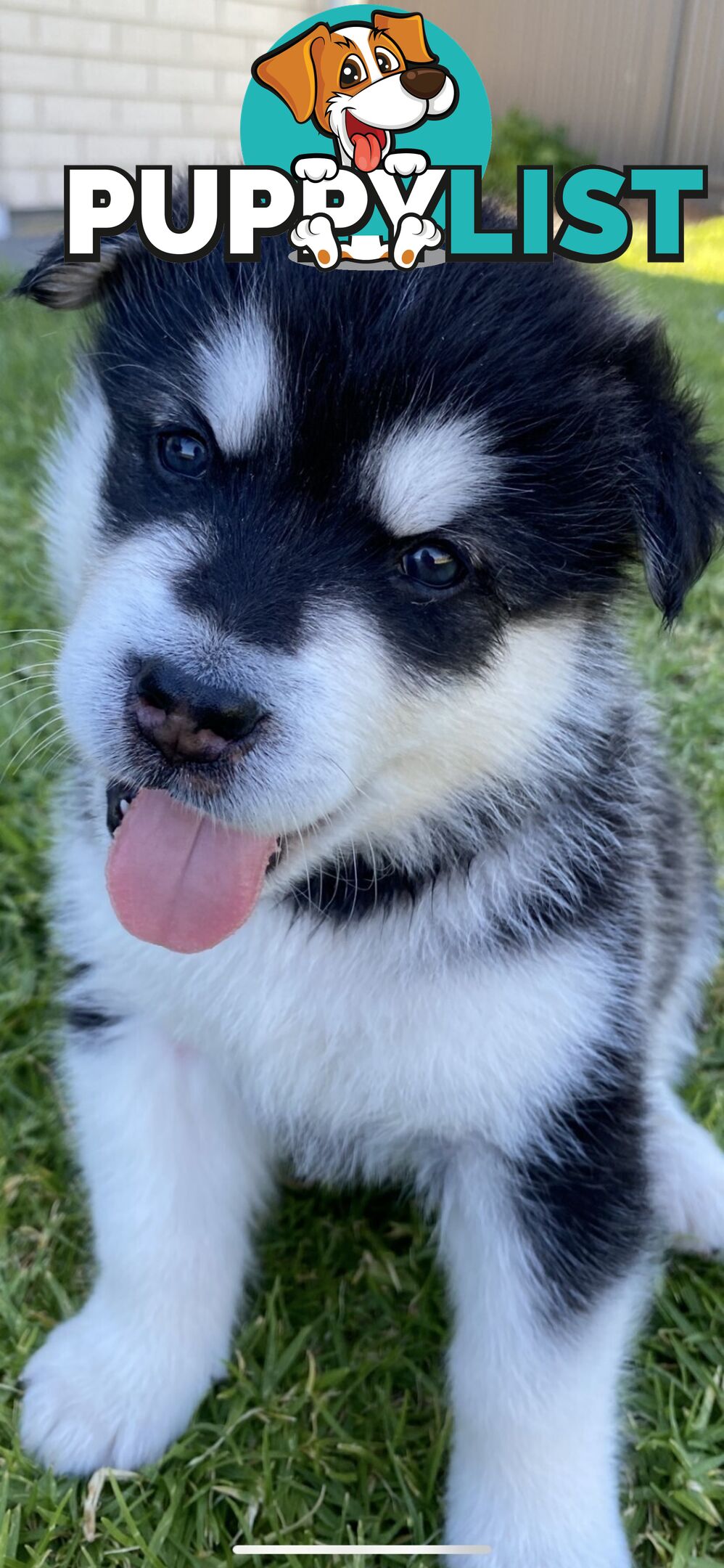 Purebred Alaskan Malamute Puppies