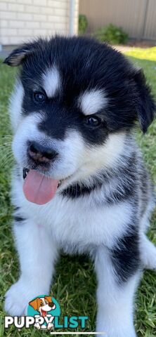 Purebred Alaskan Malamute Puppies