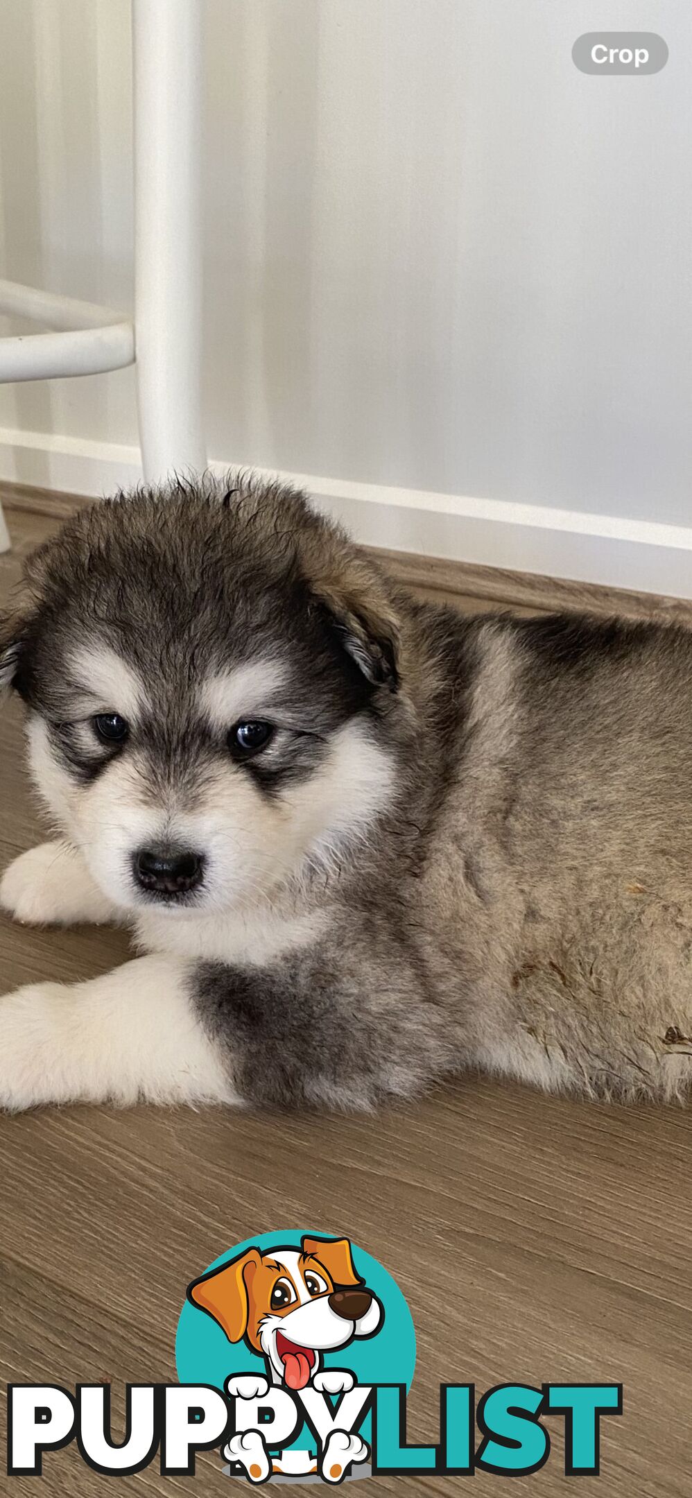 Purebred Alaskan Malamute Puppies