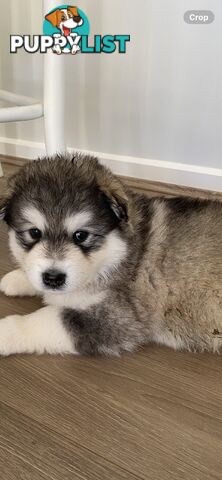 Purebred Alaskan Malamute Puppies