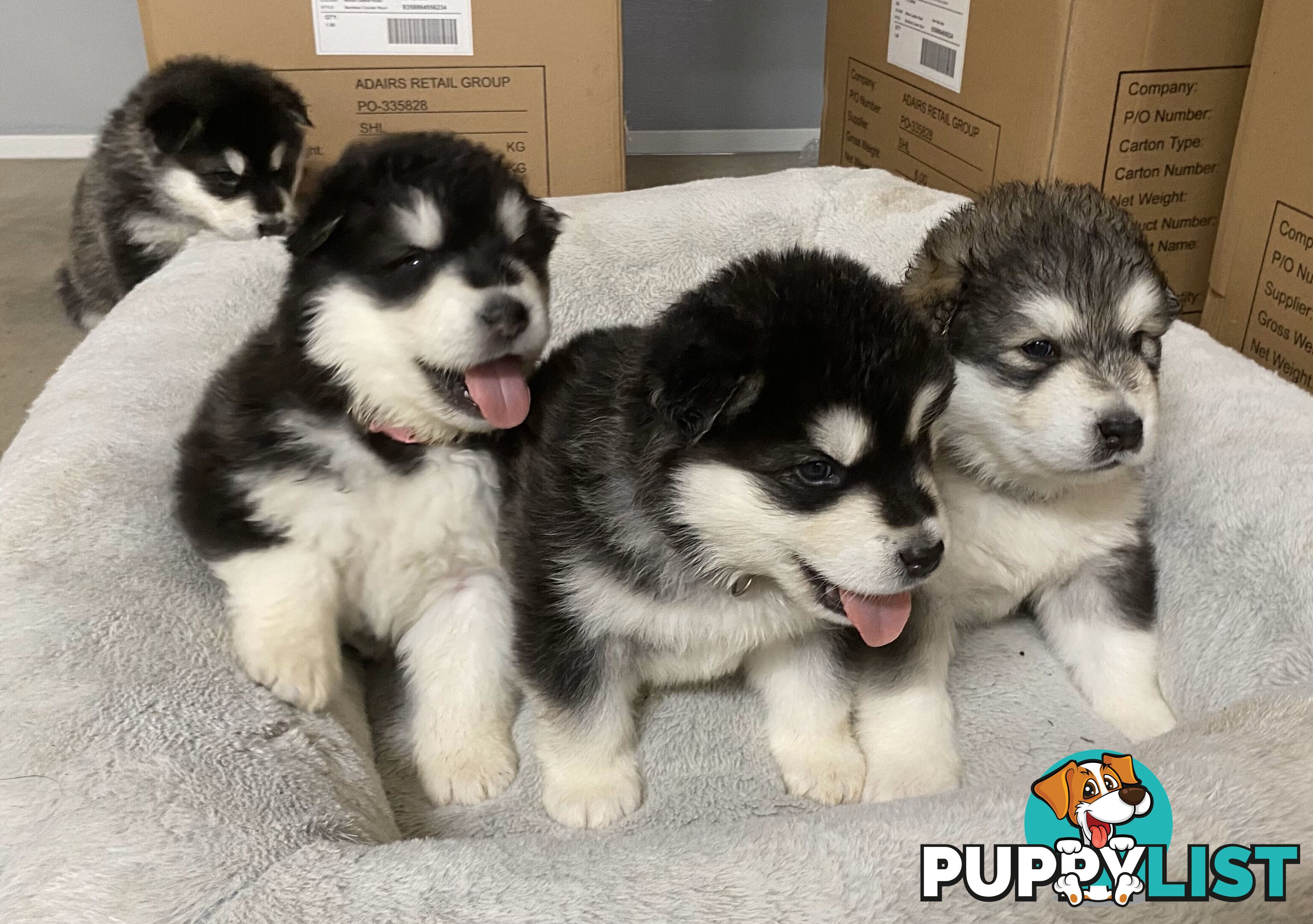 Purebred Alaskan Malamute Puppies