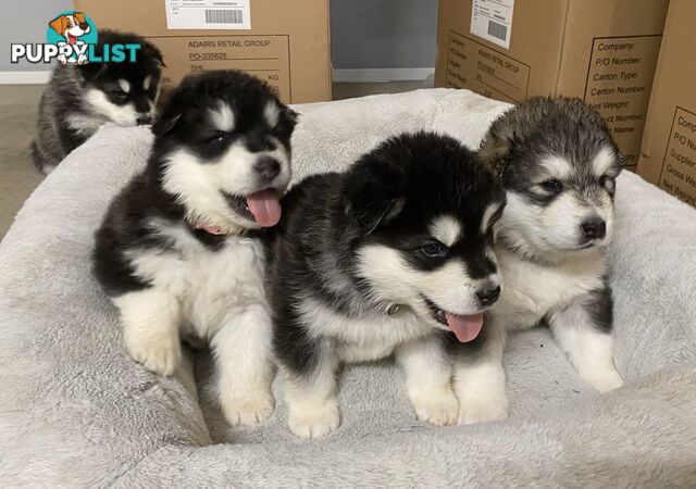 Purebred Alaskan Malamute Puppies