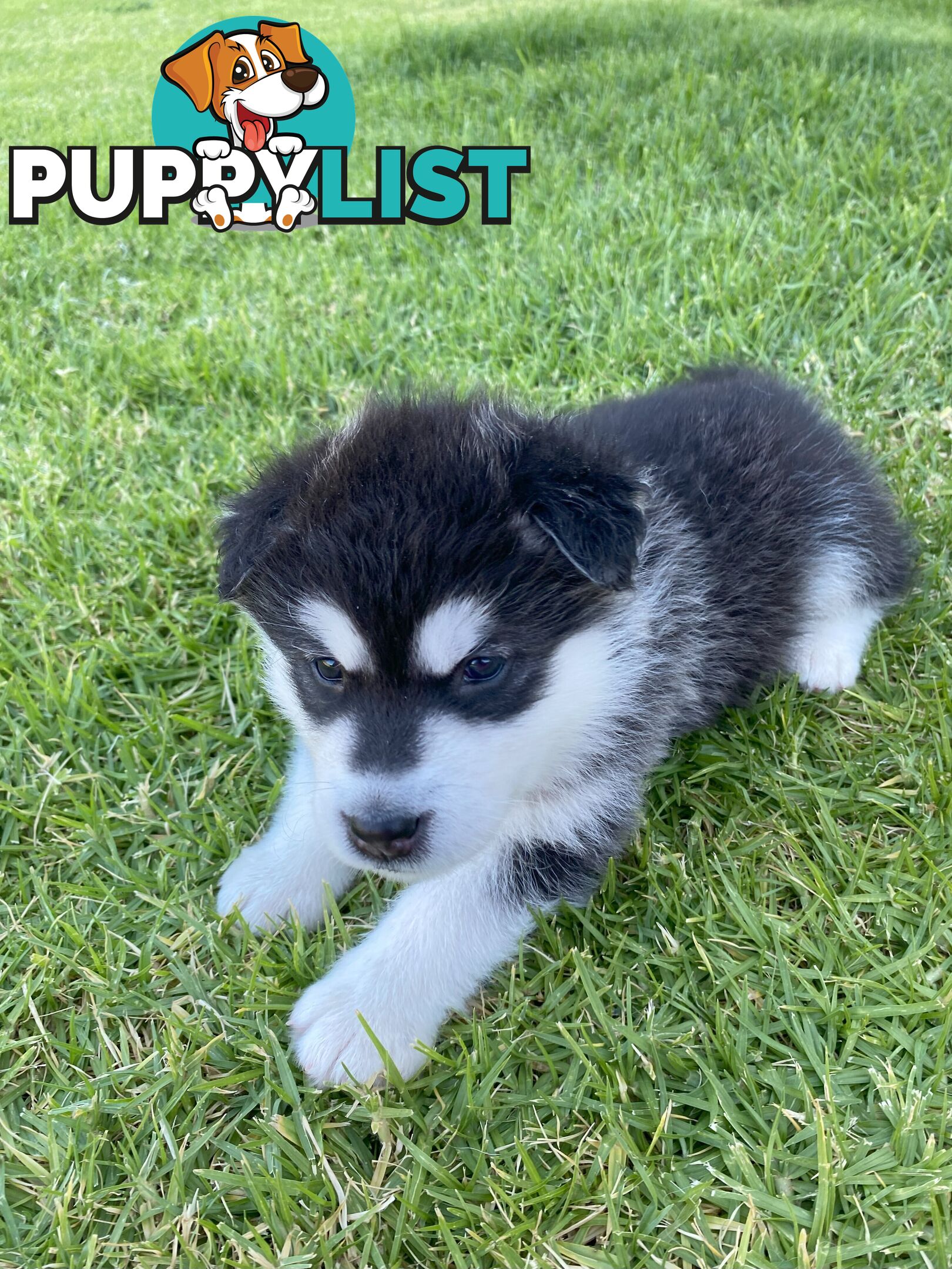 Purebred Alaskan Malamute Puppies