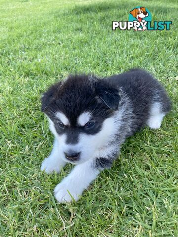 Purebred Alaskan Malamute Puppies