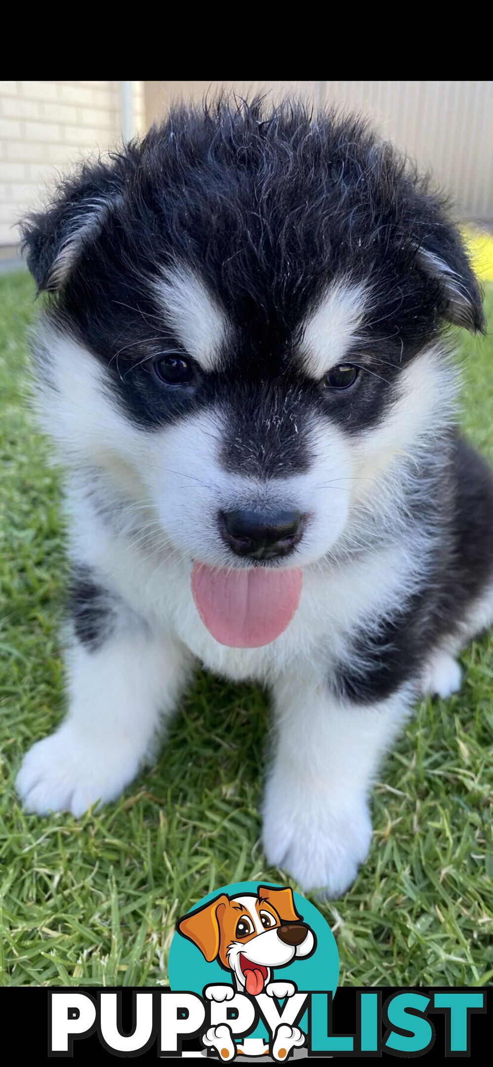 Purebred Alaskan Malamute Puppies