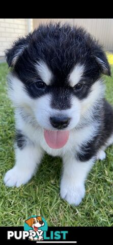 Purebred Alaskan Malamute Puppies