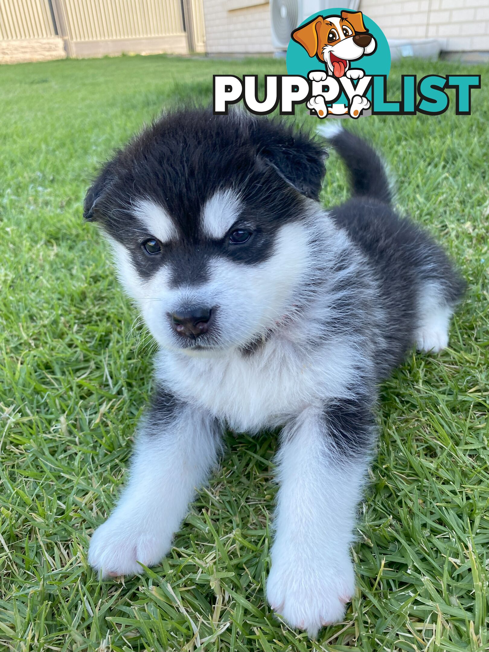 Purebred Alaskan Malamute Puppies